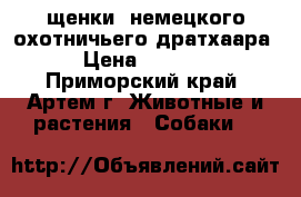 щенки  немецкого охотничьего дратхаара › Цена ­ 4 000 - Приморский край, Артем г. Животные и растения » Собаки   